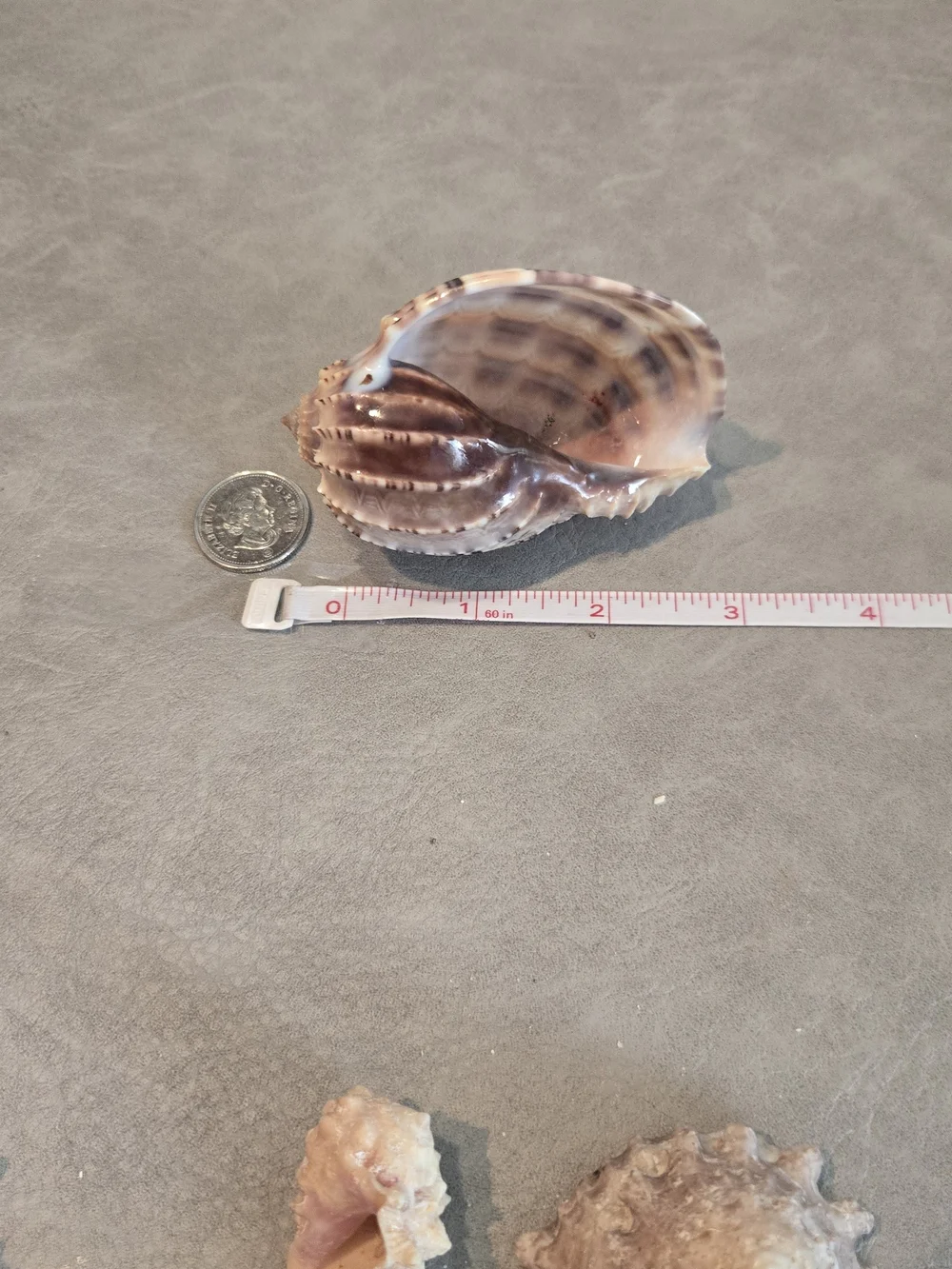 🐚 Natural Harpa Shell | Harp Shell | Bold Ribbed Ridges | Purple Interior | 3 i - Picture 4 of 7